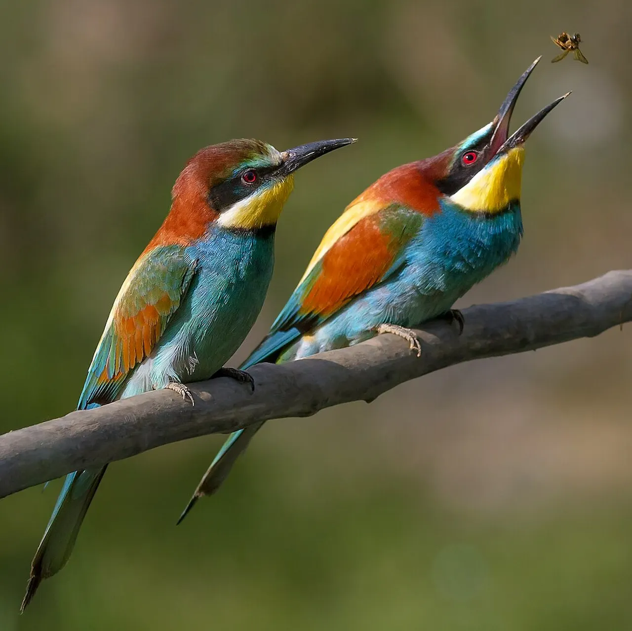 La avifauna en España. Pareja de abejarucos / Foto: Wikipedia