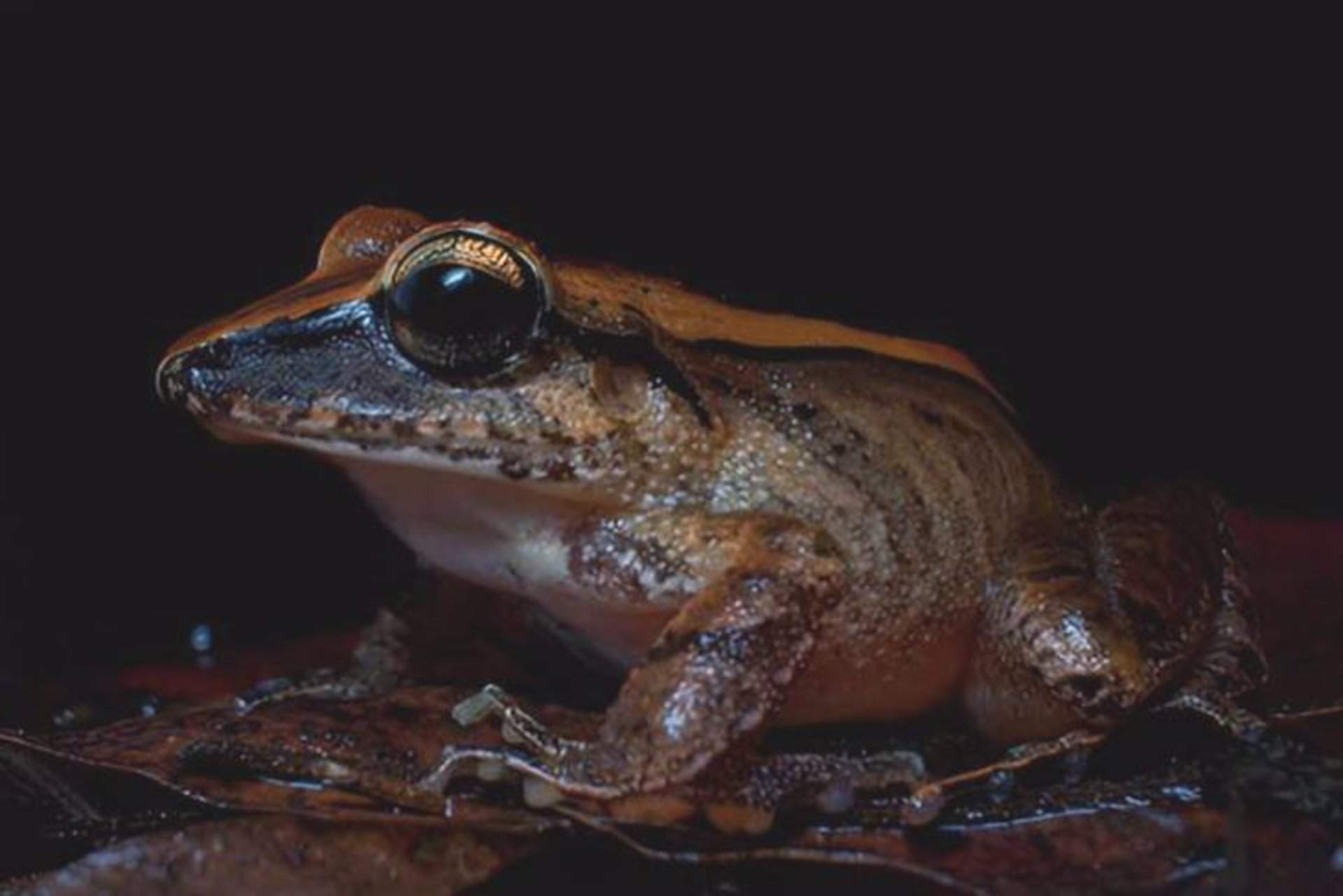 La rana de hojarasca 'Haddadus binotatus' emite llamadas de socorro / Foto: Henrique Nogueira