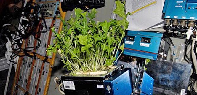Plantas de lechuga romana creciendo en la Estación Espacial Internacional / Foto: NASA