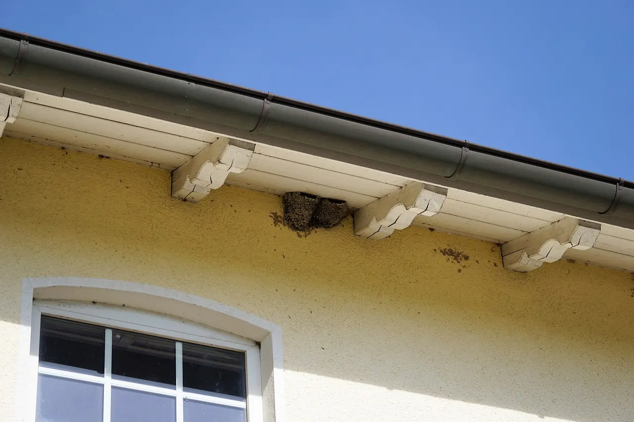SEO/BirdLife pide la protección de los nidos durante las obras de rehabilitación / Foto: PB