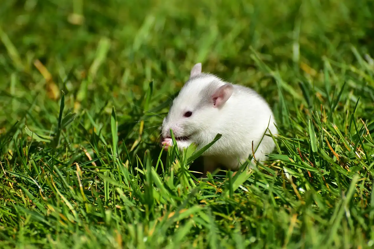 El sentido numérico de las ratas les permite contar / Foto: PB