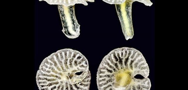 Como su nombre indica, se desconoce el origen del animal marino multicelular 'Dendrogramma enigmática', de aspecto fungiforme / Foto: ESF
