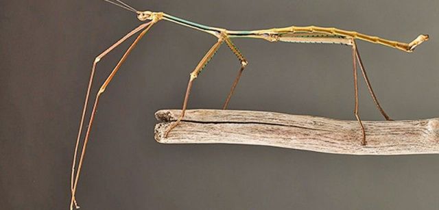 Nueva especie de insecto palo, 'Phryganistria tamdaoensis', que ha pasado desapercibida durante décadas para la ciencia en Vietnam / Foto: ESF