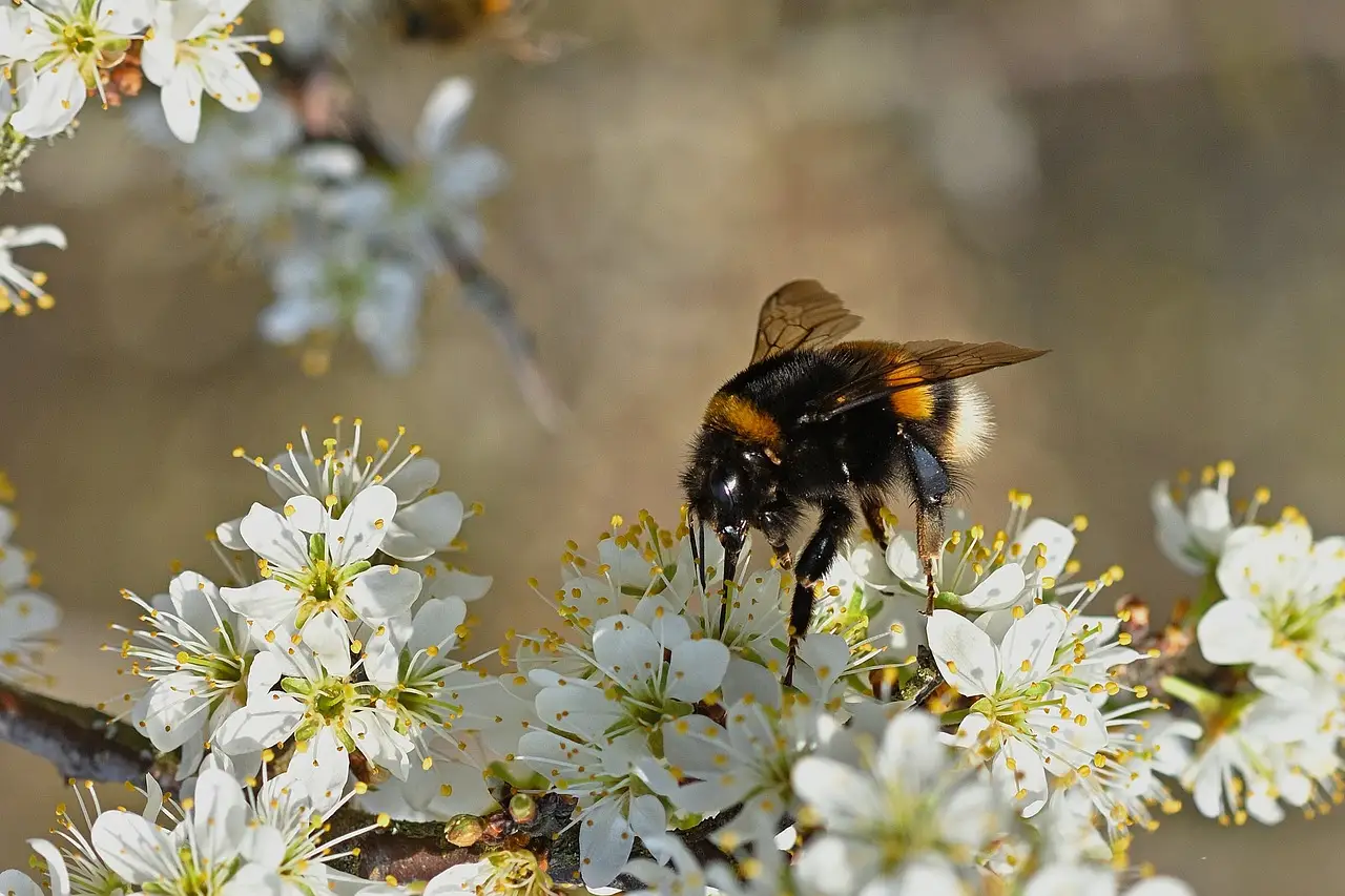 Reina de abejorro libando en flores / Foto: PB