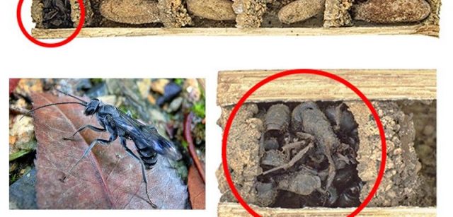  La 'Deuteragenia ossarium' es un tipo de avispa que crea barreras químicas con hormigas muertas para proteger sus nidos / Foto: ESF