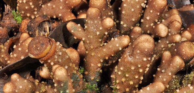 La planta parásita 'Balanophora coralliformis', endémica de Filipinas, está catalogada como en peligro de extinción / Foto: ESF