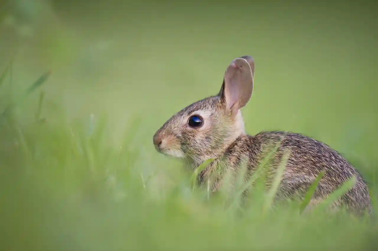 Imagen de curiosidades de los conejos / Fuente: PB