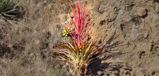'Tillandsia religiosa', planta empleada en Tepoztlán (México) para adornar altares navideños, pero descubierta ahora por los botánicos / Foto: ESF
