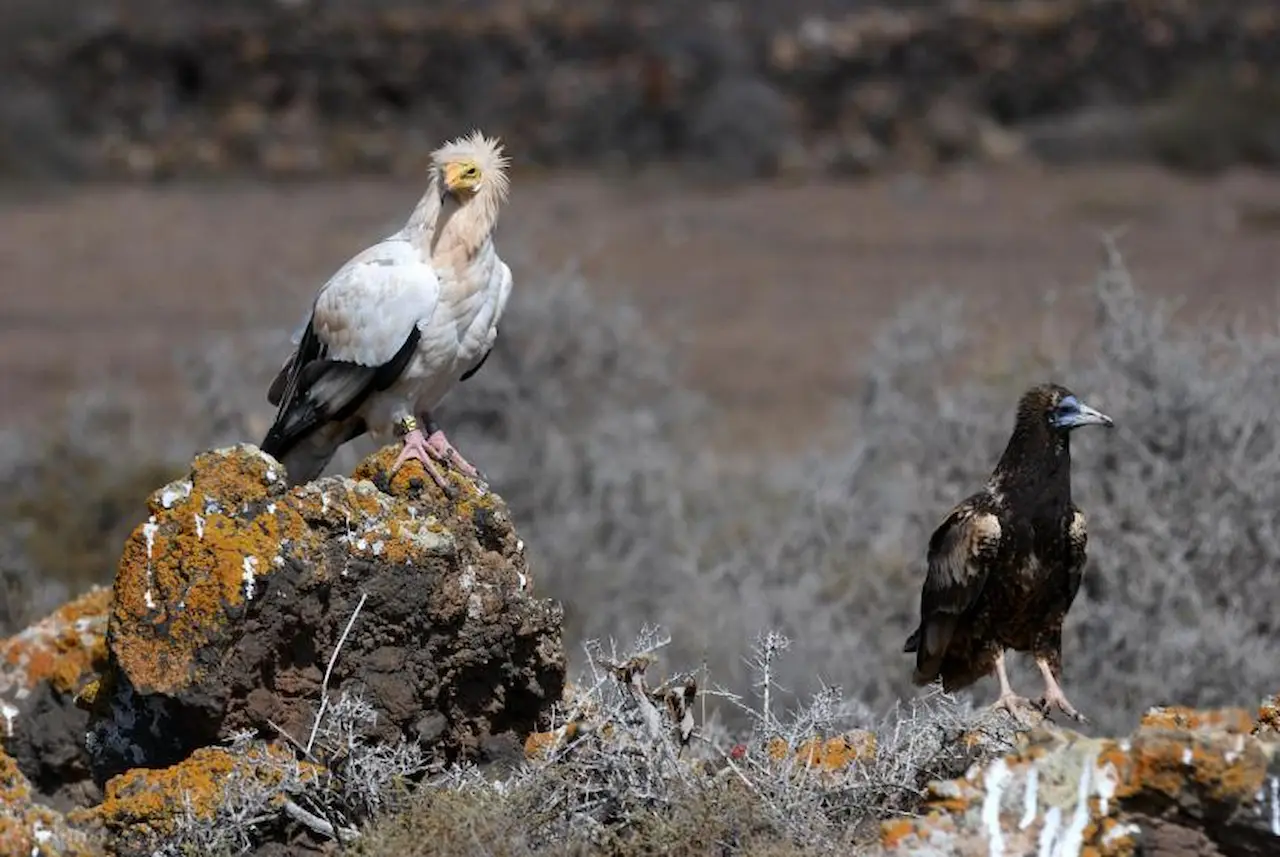 El guirre canario estuvo al borde de la extinción a finales del siglo XX. Caza con plomo / Foto: CSIC