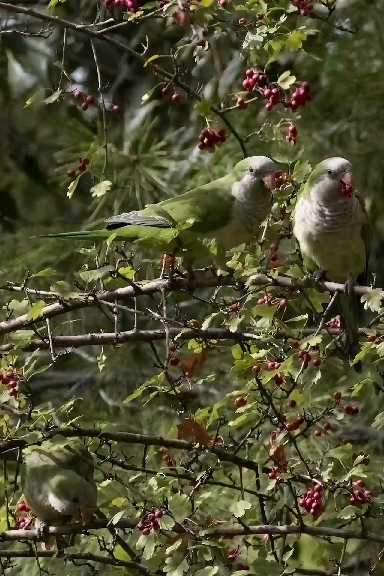 La cotorra argentina, una especie invasora para numerosos países. Especies invasoras / Foto: PB