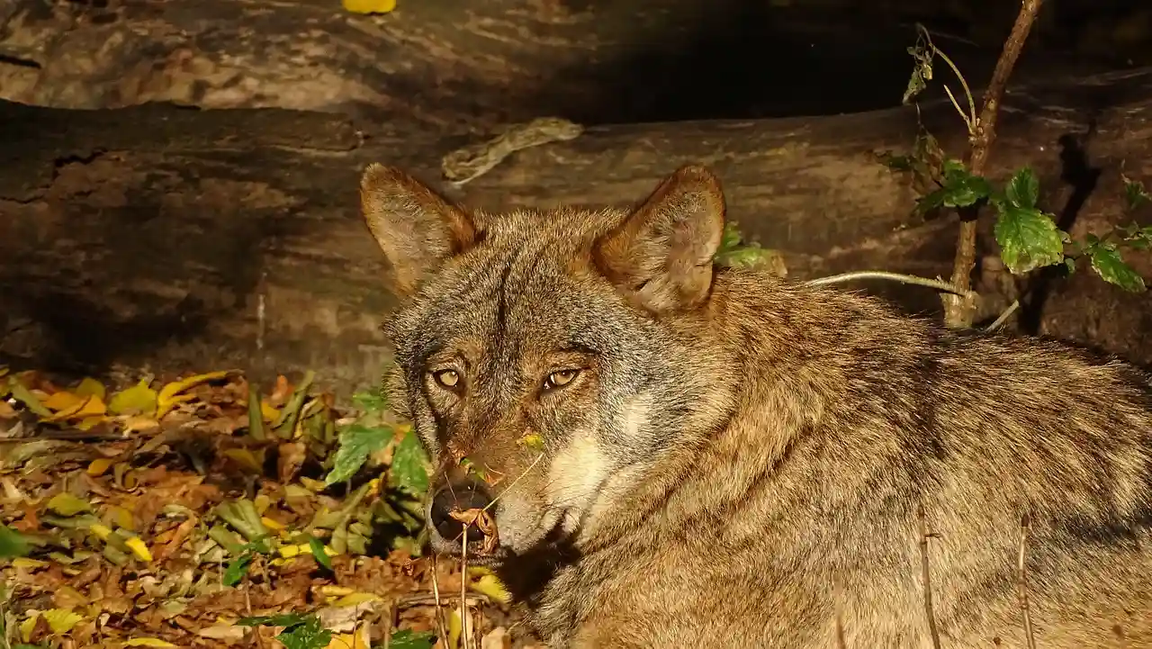 Iniciativa en el Congreso para relajar la protección del lobo ibérico / Foto: PB