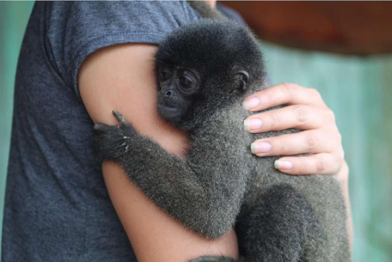 Individuo joven de mono lanudo gris junto a su dueña en Atalaya, Perú. El comercio ilegal de especies / Foto: SINC