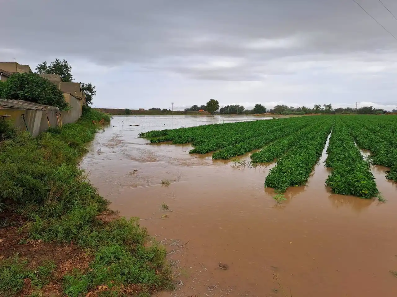 PAC va a hacer "aún más vulnerable" al campo europeo frente al cambio climático. Pérdida de las cosechas / Foto: EP