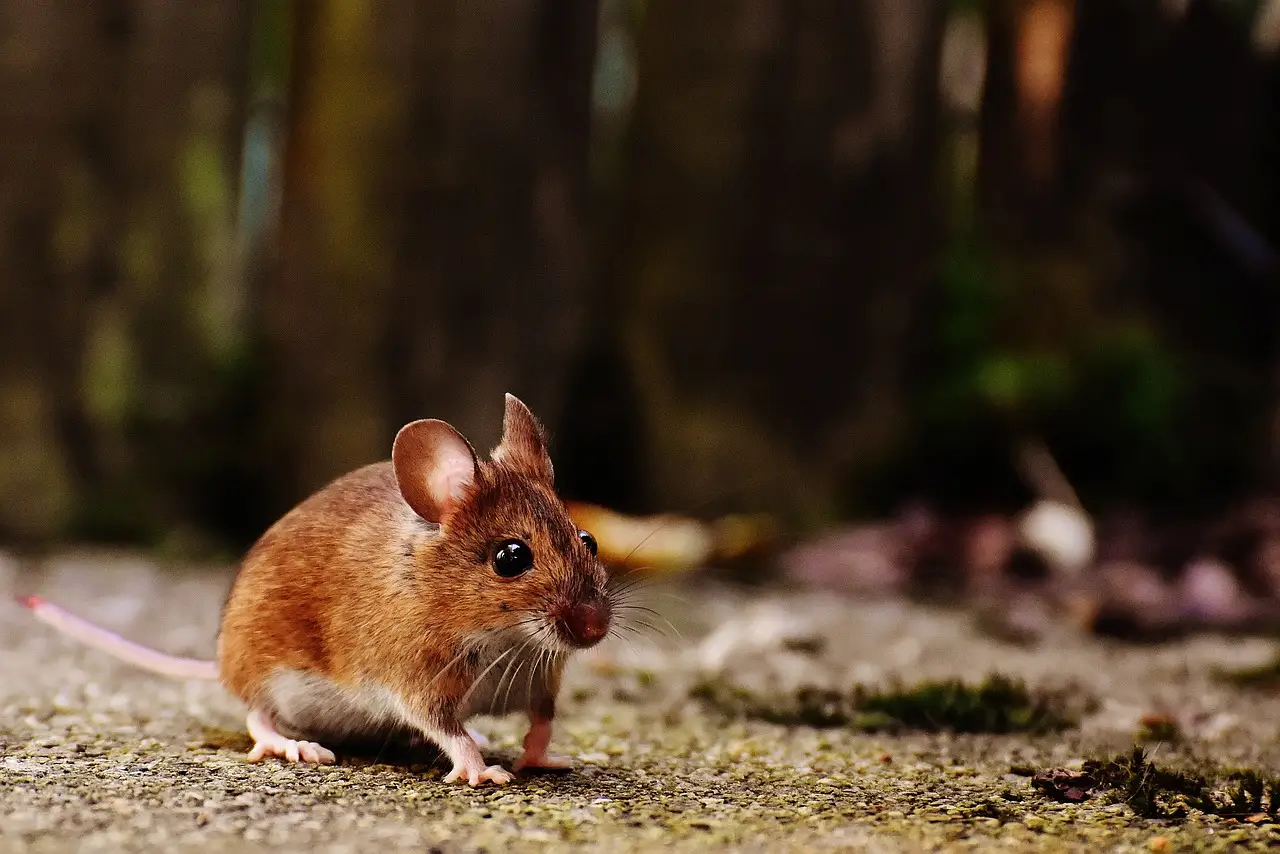 Una prueba revela que los ratones piensan como bebés / Foto: PB