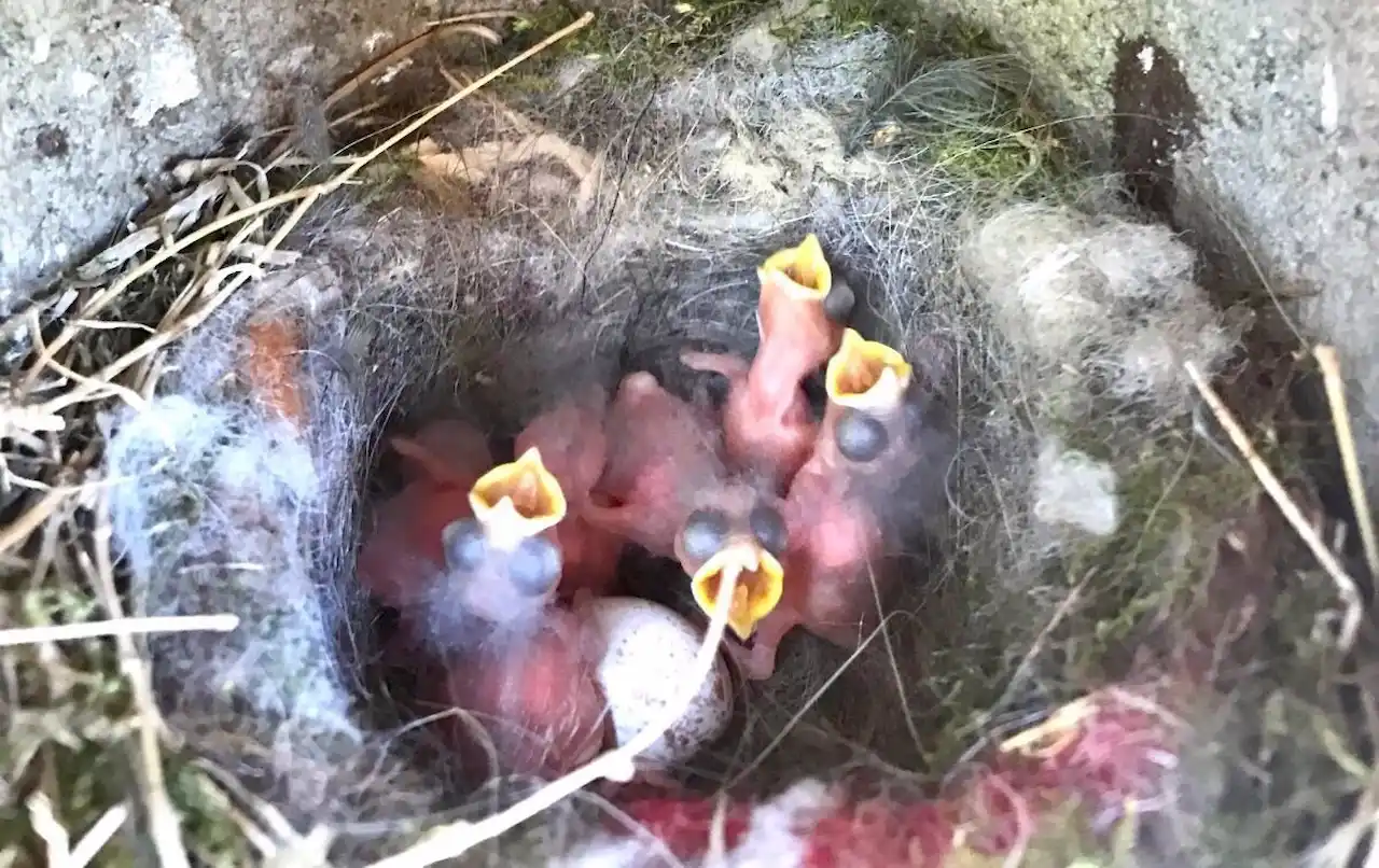 Los efectos negativos de la exposición al ruido, en las aves / Foto: PB