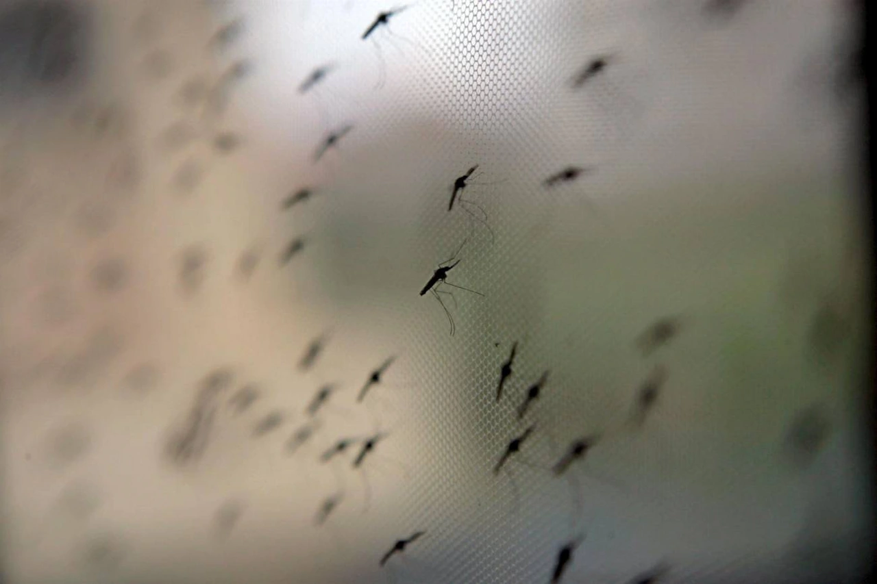 Los mosquitos 'Anopheles gambiae', transmiten los parásitos causantes de la malaria / Foto: SINC
