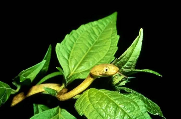 Serpiente arborícola marrón (Boiga irregularis)
