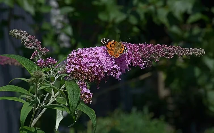 Lilo de verano (Buddleja davidii) Lilo de verano (Buddleja davidii)