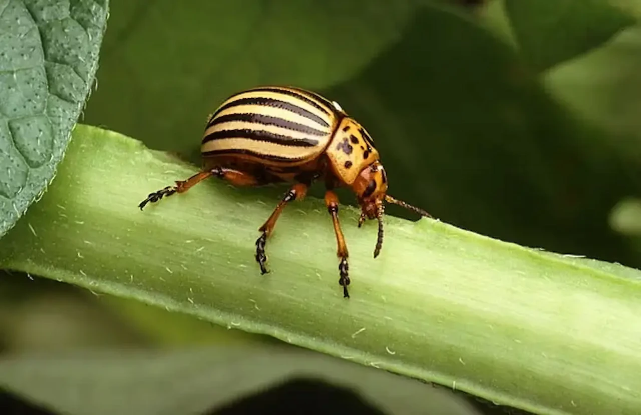 Escarabajo de la patata (Leptinotarsa decemlineata), especie invasora introducida intencionadamente durante la Segunda Guerra Mundial, devastar los cultivos de los enemigos. Otra consecuencia de las guerras / Foto: Wikimedia Commons