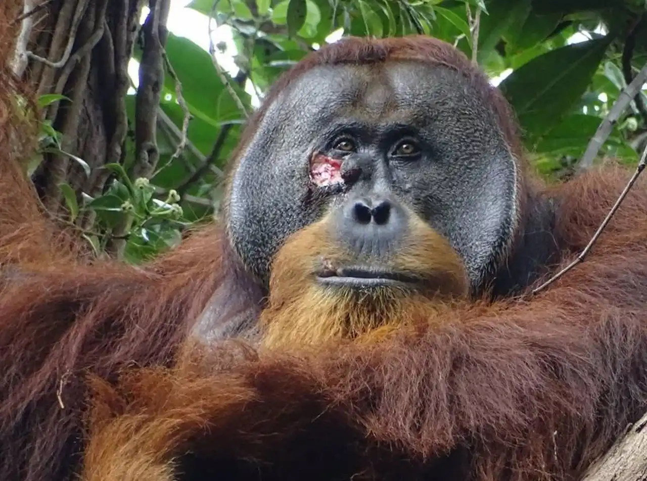 Herida facial de Rakus macho adulto, dos días antes de aplicar la autocura / Foto: Suaq Project