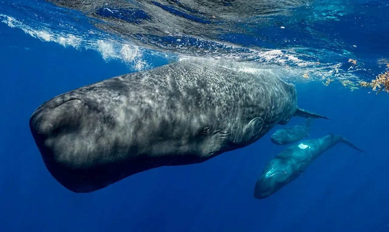 Los cachalotes son los animales con el cerebro más grande que jamás haya existido en el planeta / Foto: SINC