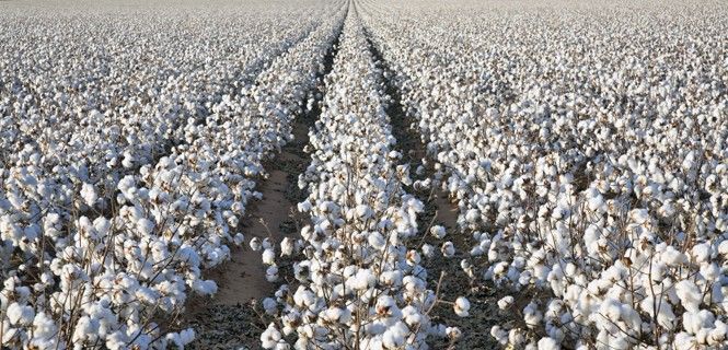Campo de algodón a punto de cosechar en Texas, EE UU / Foto: David Sucsy