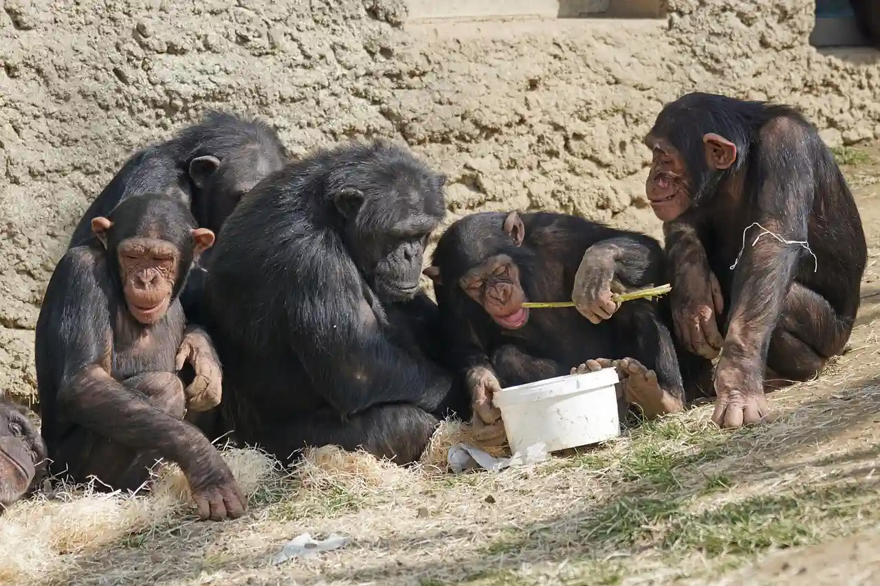 Los chimpancés usan herramientas / Foto: EP