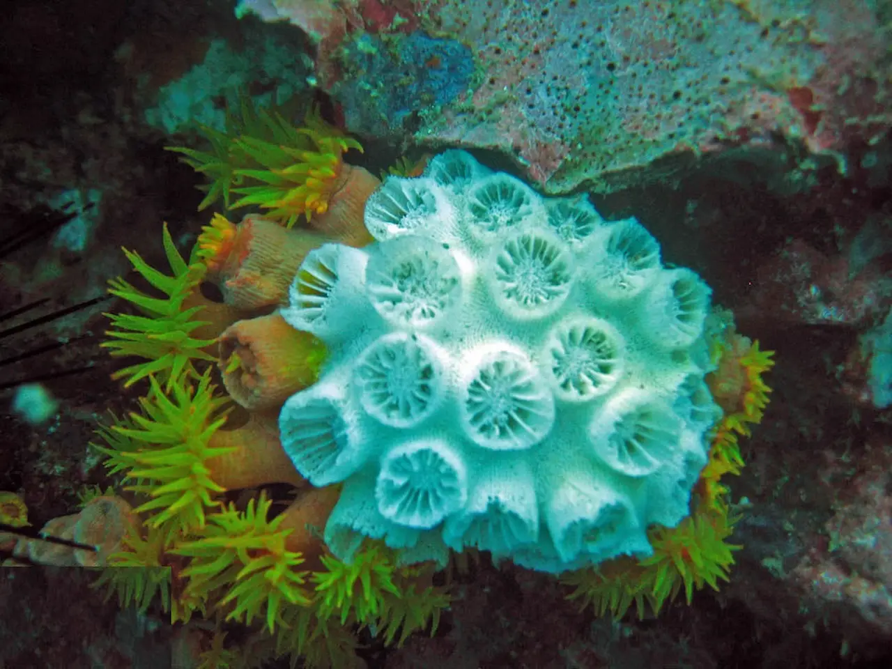 Colonia coralina de 'Tubastraea micranthus' afectada parcialmente por blanqueo. Severos cambios en corrientes marinas / Foto: Wikimedia Commons
