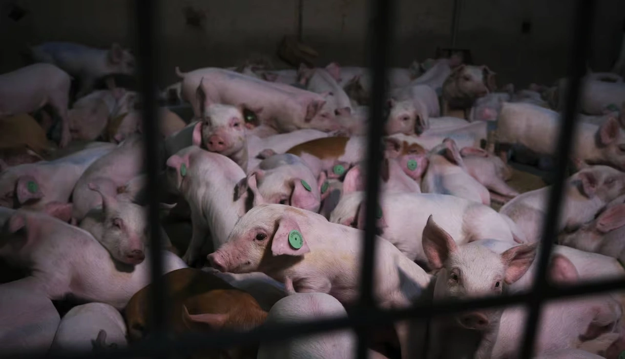 Macrogranja de porcino. Sigue "envenenado el agua" / Foto: Pedro Armestre - Greenpeace