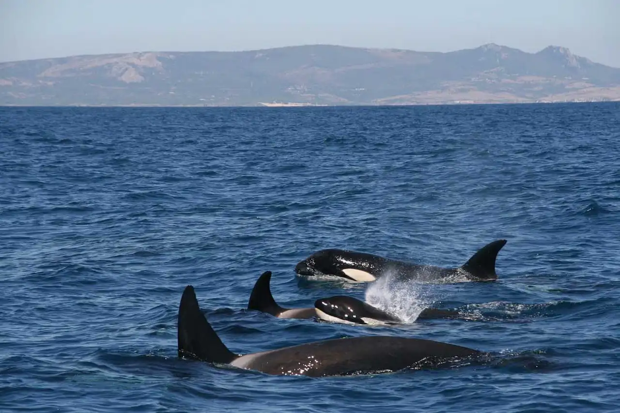 La población de orcas del Estrecho de Gibraltar y del Golfo de Cádiz está catalogada como vulnerable / Foto: MITECO