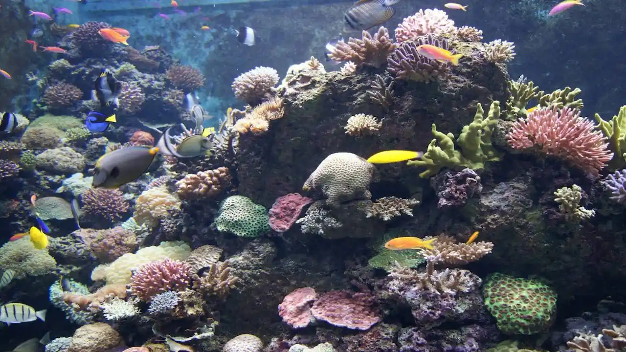 Deterioro de ecosistemas marinos al sur de Espana / Foto:  INWET-UAM - CIBC