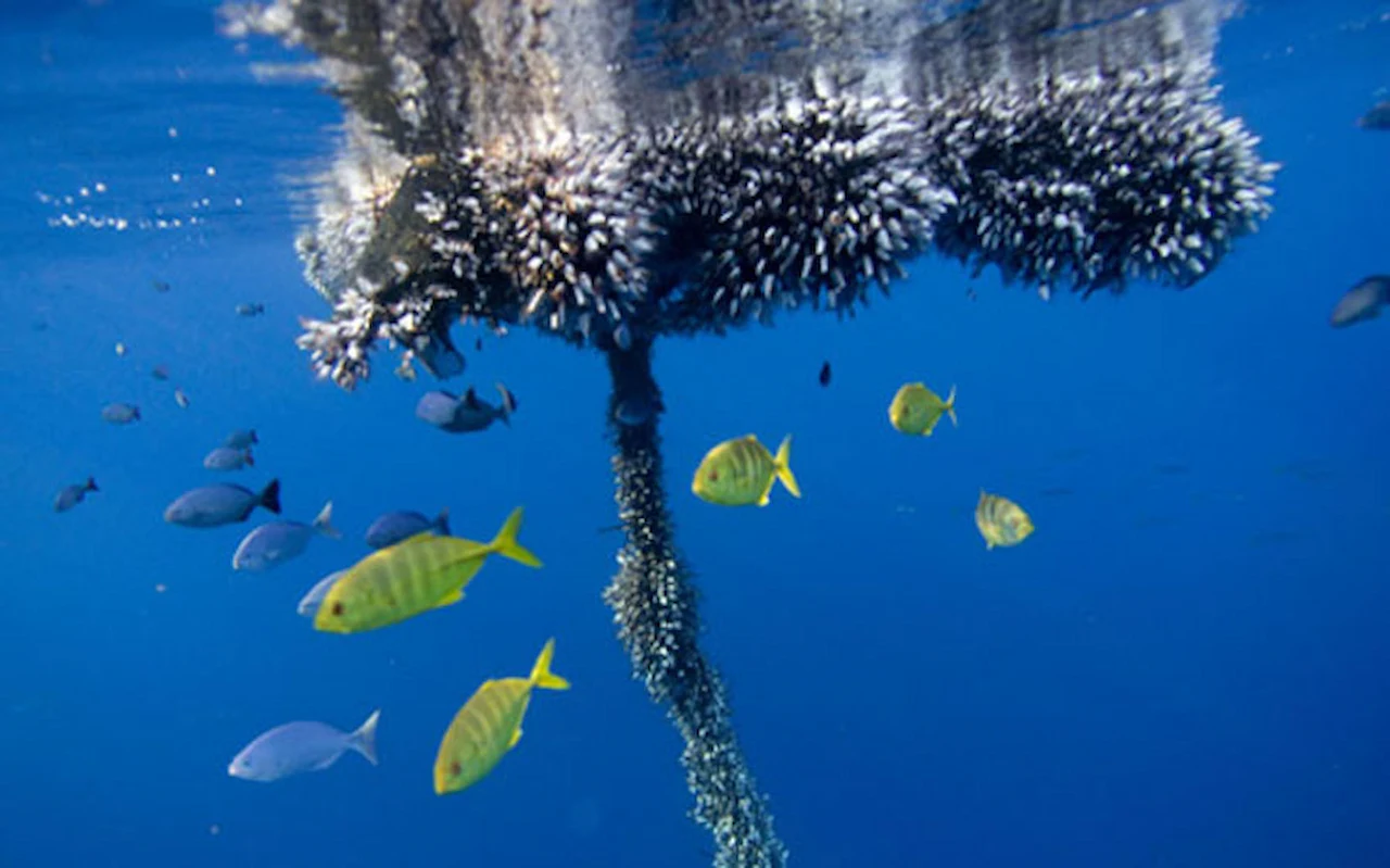 Medidas para mejorar la sostenibilidad en la pesca. Pesca con FAD es insostenible/ Foto: NN