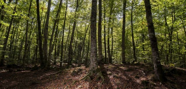 Hayedo en la comarca prepirenaica de la Garrotxa, en el norte de Girona / Foto: Josep Cano