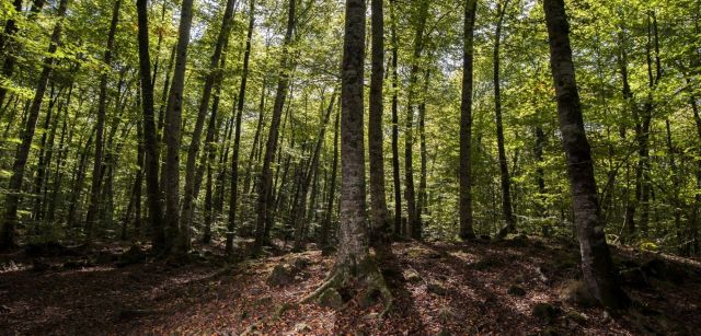 Hayedo en la comarca prepirenaica de la Garrotxa, en el norte de Girona / Foto: Josep Cano