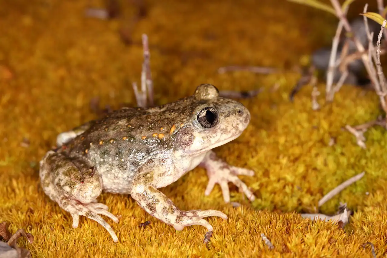 Nueva subespecie de sapo partero común / Foto: MNCN-CSIC