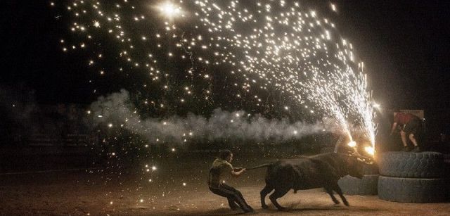 En Cataluña se prohibieron las corridas de toros en el 2012, pero se mantuvieron los 'correbous', que se celebran en las Terres de l'Ebre / Foto: Kike Carbajal - Santa Fiesta