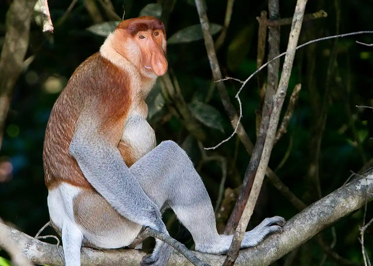 Mono narigudo, 'Nasalis larvatus', de la isla de Borneo, atraen a las hembras con su nariz / Foto: David Dennis (CC)