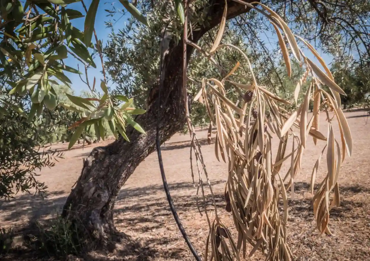 Olivo infectado por la bacteria 'Xylella fastidiosa' / Foto: Wikipedia