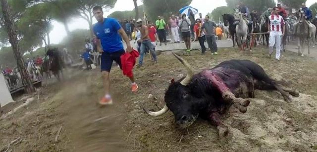 Durante el Toro de la Vega de este año, el astado, llamado Rompesuelas, fue alanceado hasta la muerte durante 20 minutos / Foto: ProVegan - PACMA