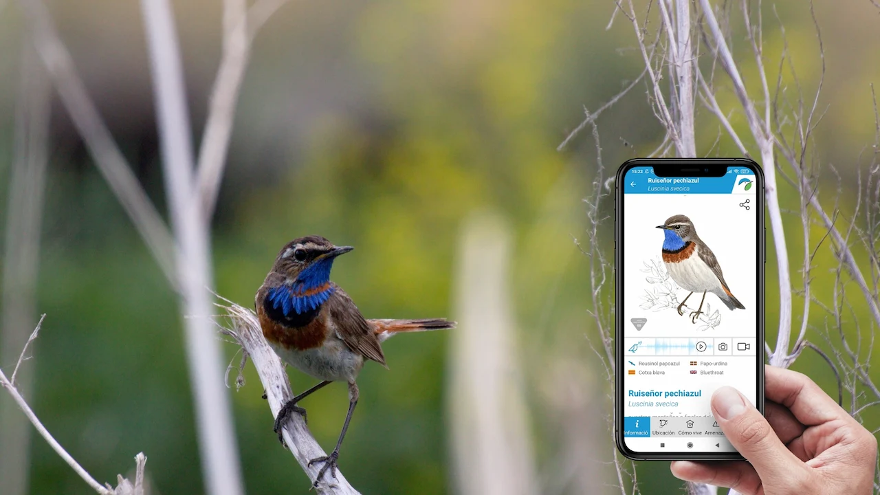 Guía de aves de SEO/BirdLife / Foto: SEO/BirdLife