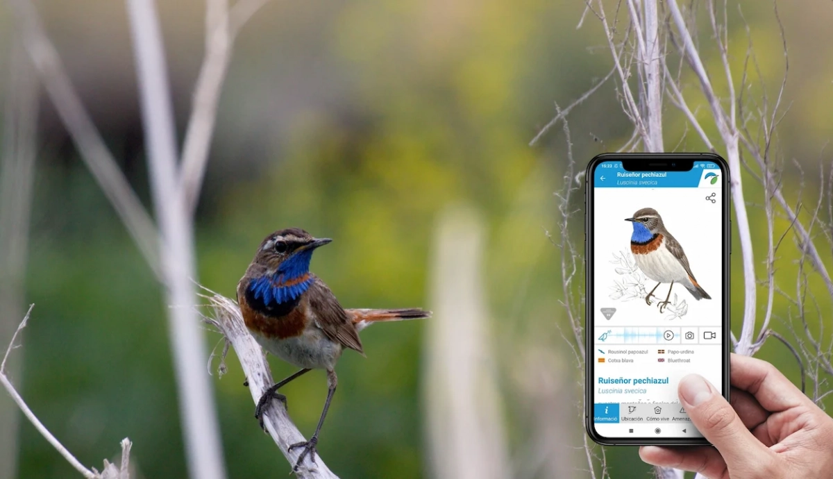 SEO/BirdLife lanza una nueva Guía de las Aves de España