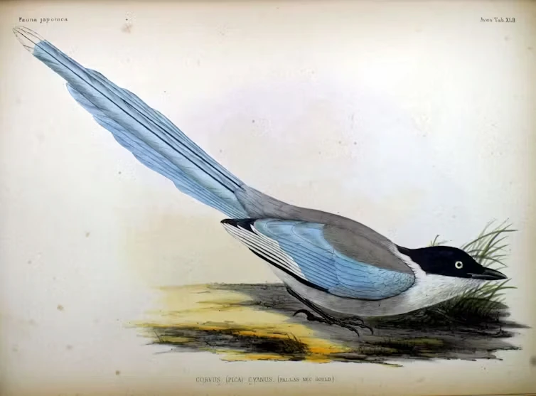 Rabilargo oriental (Cyanopica cyanus). Philipp Franz von Siebold (Fauna Japonica, 1842) Rabilargo oriental (Cyanopica cyanus). Philipp Franz von Siebold (Fauna Japonica, 1842)