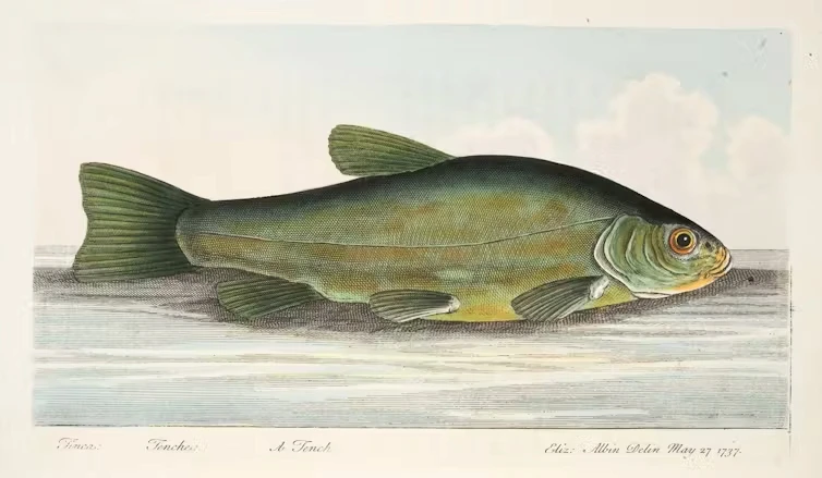 Tenca (Tinca tinca). Ilustración de Eleazar Albin en la obra de J. Goodwin A Treatise on Fish and Fish-Ponds (1832) Tenca (Tinca tinca). Ilustración de Eleazar Albin en la obra de J. Goodwin A Treatise on Fish and Fish-Ponds (1832)