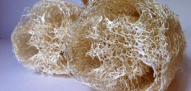 La fibra que contiene el fruto de la luffa una vez tratada / Foto: Juan Carlos Mascato