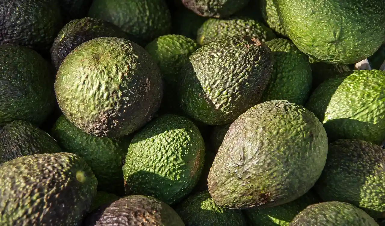 El monocultivo de aguacates causa graves daños medioambientales. Aguacate variedad Hass / Foto: PB