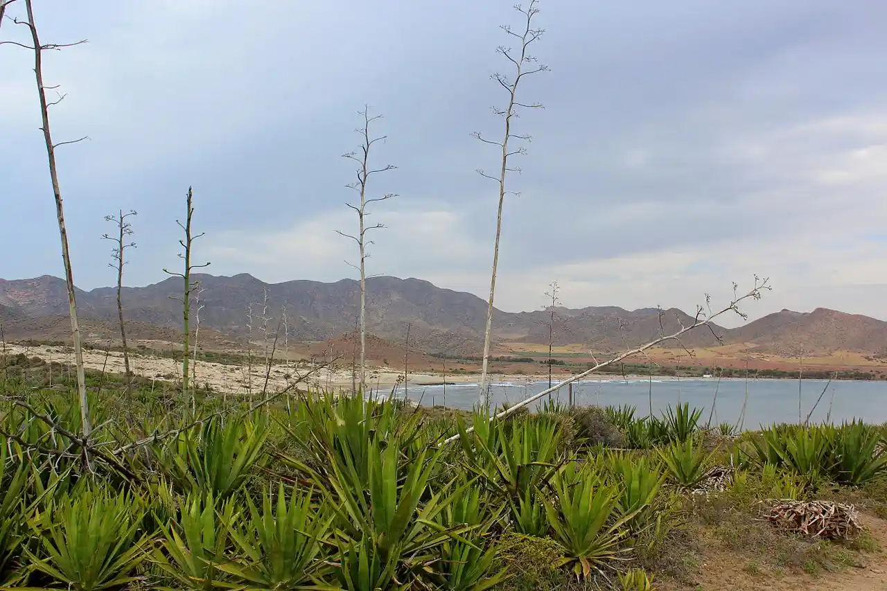 Piden que se prohíban las motos de agua en Cabo de Gata. Playa de Genoveses (San José) / Wikimedia Commons