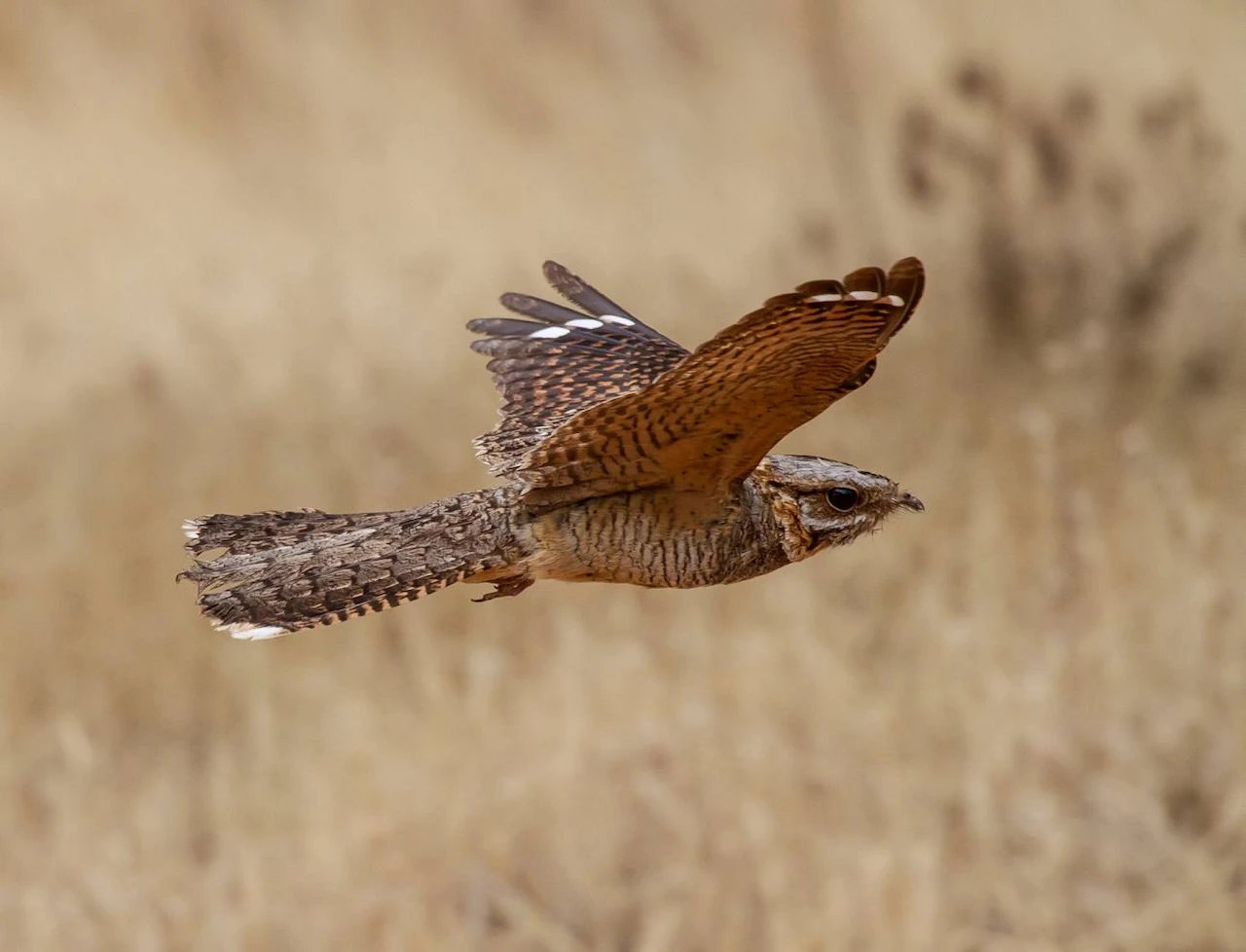 Algunas aves migratorias llegan con dedos amputados a España. Chotacabras cuellirrojo en vuelo / Foto: José Luis Bautista
