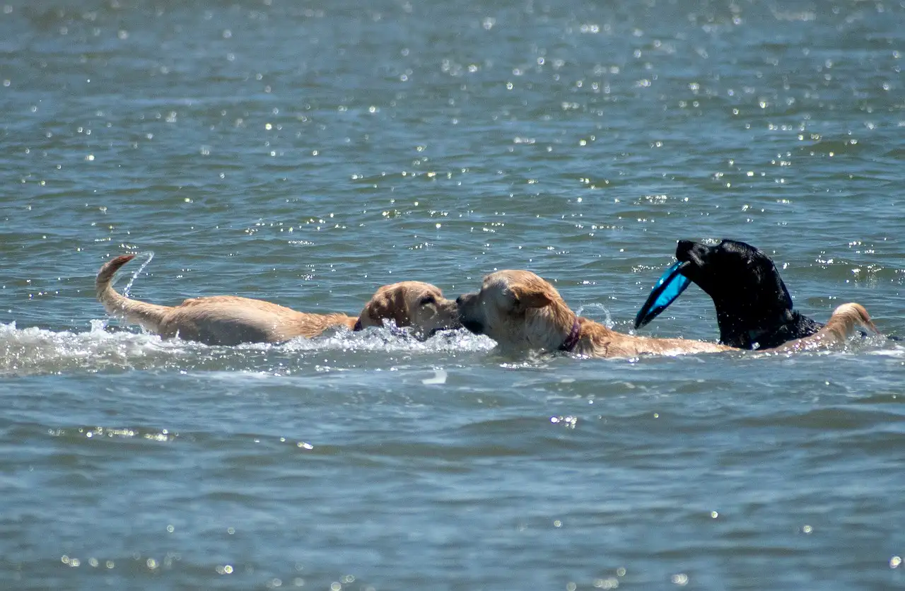 Convertir a España en un referente en "turismo canino" / Foto: PB
