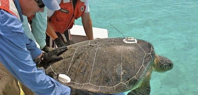 Investigadores devolviendo al mar a una tortuga boba / Foto: Kristen Hart