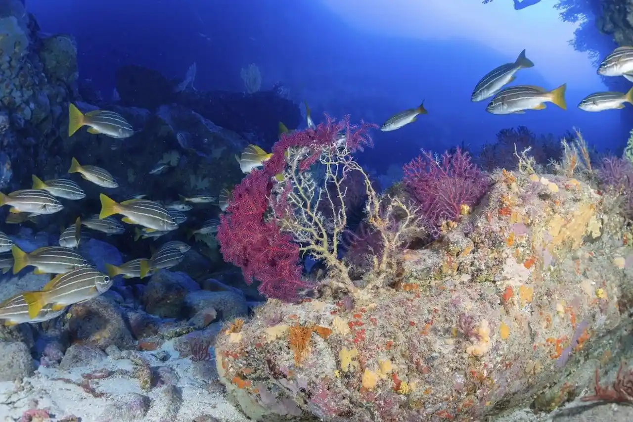 La ola de calor marina en las Canarias afecta a la biodiversidad / Foto: Gobierno de Canarias